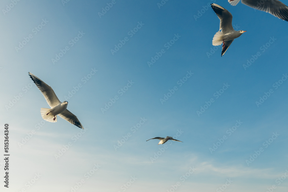 Obraz premium Seagulls flying high in the wind against the blue sky and white clouds, a flock of white birds