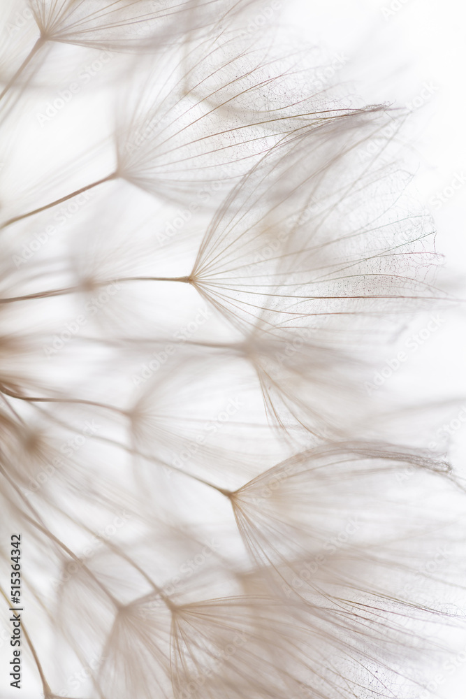 Abstract dandelion macro flower background. Seed macro closeup. Soft focus Abstract dandelion macro flower background. Seed macro closeup. Soft focus