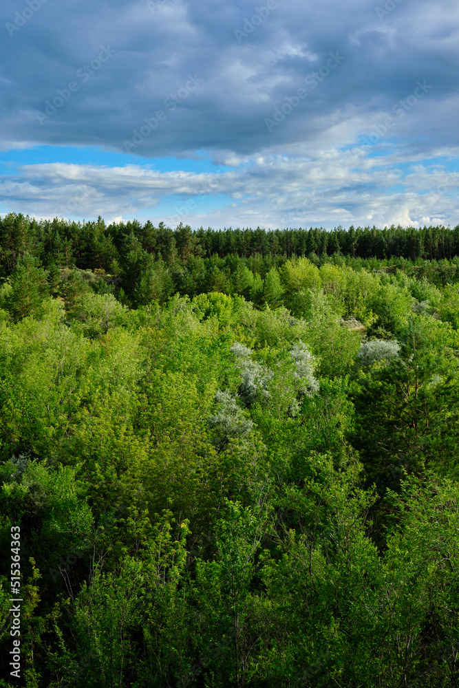 Top trees green dense forest and clouds against blue sky.