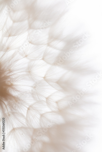 Abstract dandelion macro flower background. Seed macro closeup. Soft focus © gitusik
