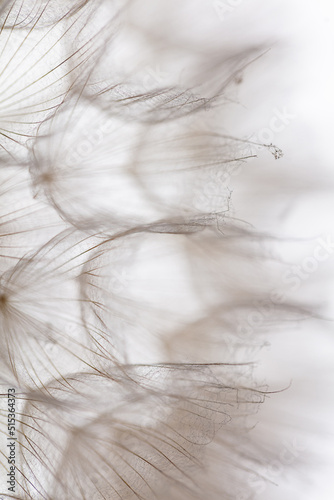 Abstract dandelion macro flower background. Seed macro closeup. Soft focus © gitusik