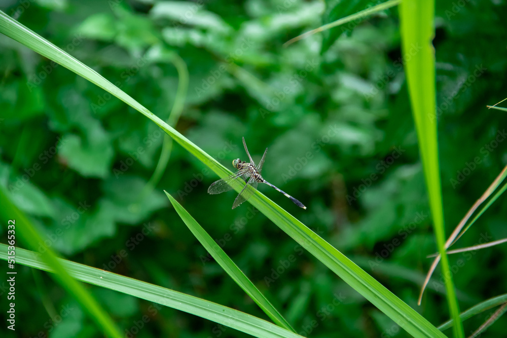 A dragonfly perched on the leaves of alang alang grass A dragonfly perched on the leaves of alang alang grass
