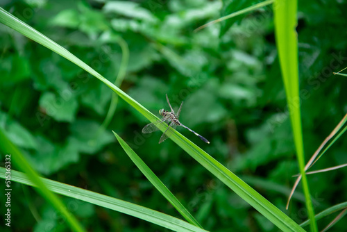 A dragonfly perched on the leaves of alang alang grass
