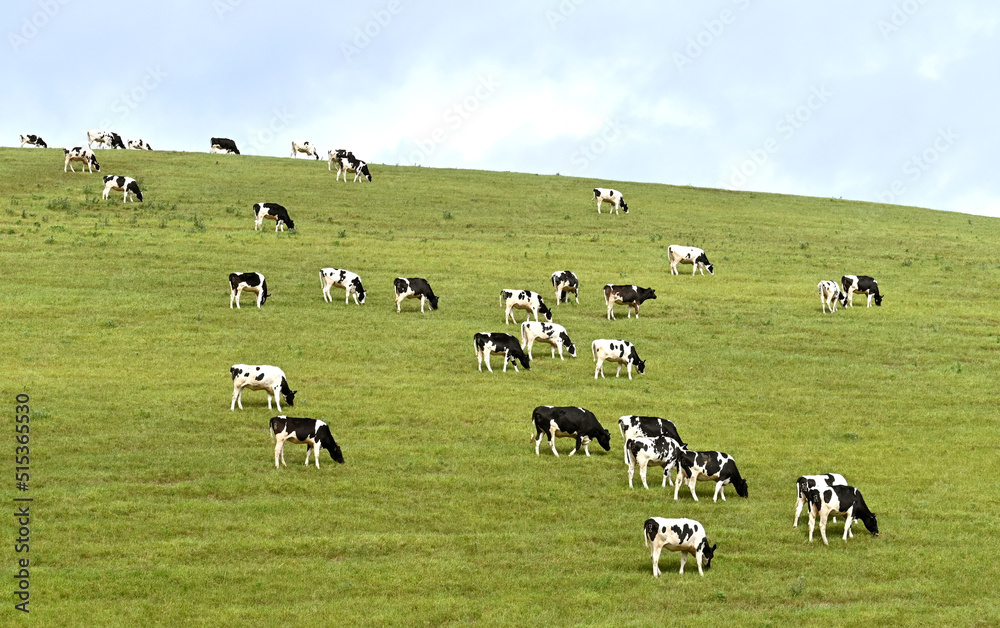 Calves grazing on fresh pasture on a hil above a farm. No people. - obrazy, fototapety, plakaty 