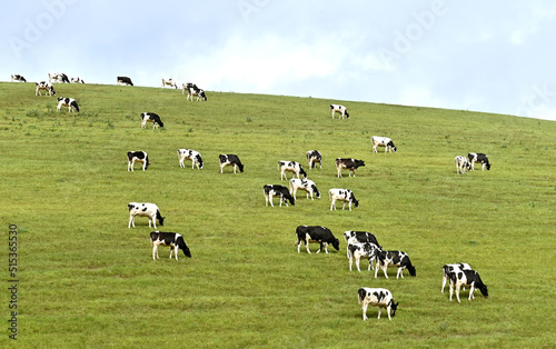 Calves grazing on fresh pasture on a hil above a farm. No people.