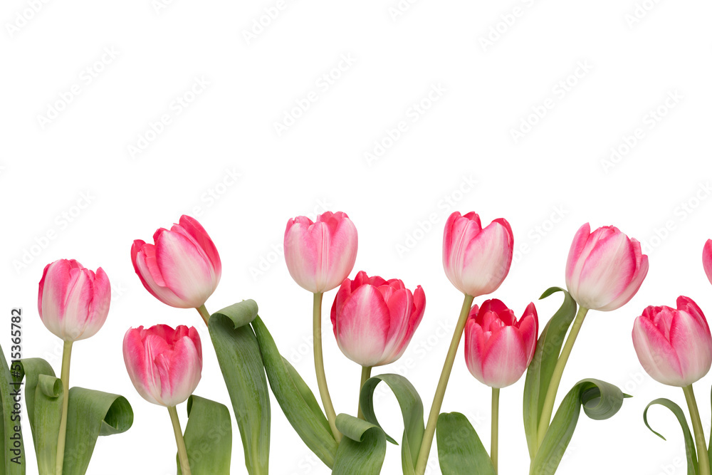 Lilac tulip flowers on white background.