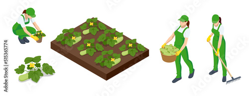 Isometric Agricultural cultivation of organic zucchini vegetables on the farm or in the field. Farmers grow organic zucchini vegetables and harvest. Female farmers.