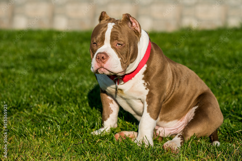 Chocolate color American Bully male dog is on green grass