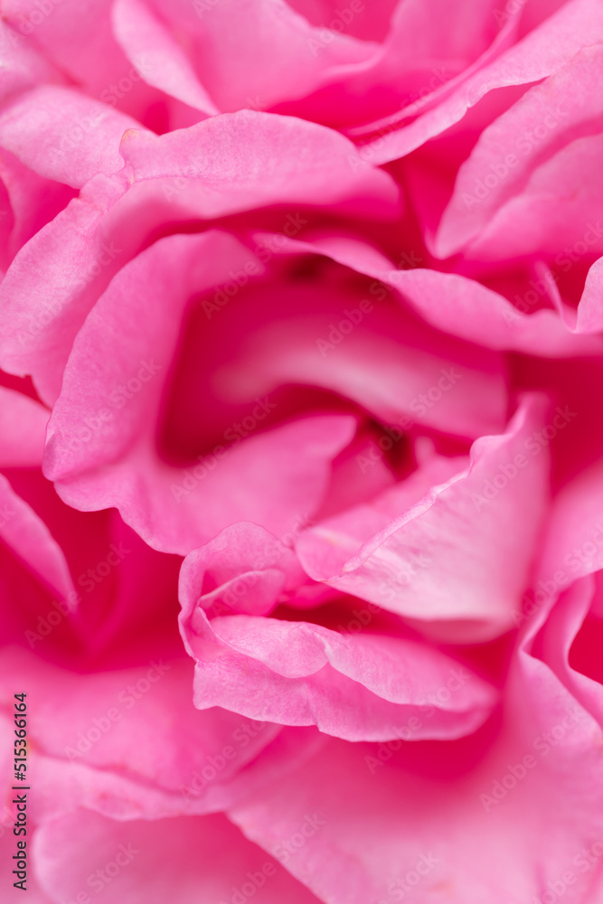 Blurred background with rose. Copy space for your text. Mock up template. Can be used for wallpaper, wedding card.