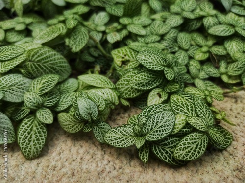 Fittonia verschaffltii is a plant that creeps and creeps on the ground with oval leaves. The color of the leaves is dark green with silver white leaf bones. photo