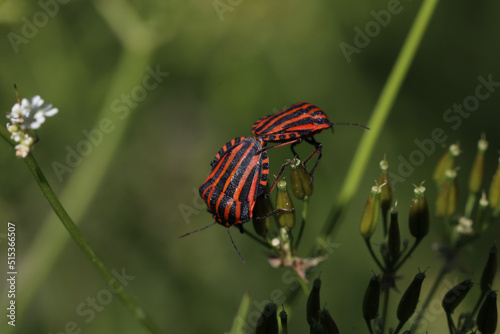 Red-black striped stink bug or graphozoma striped. Graphosoma lineatum. Poisonous insects, fauna illustration