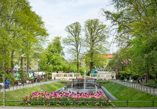 Flowerbed of pink and purple tulips in front of fountain in Folkets park, Malmo, Sweden photo