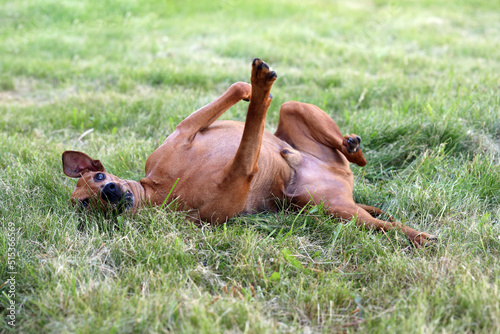 Fototapeta Naklejka Na Ścianę i Meble -  happy dog breed german pinscher wallows in the grass enjoys life