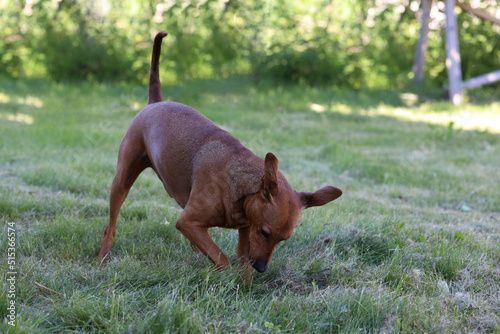 dog breed german pinscher digs a hole in a field in the grass