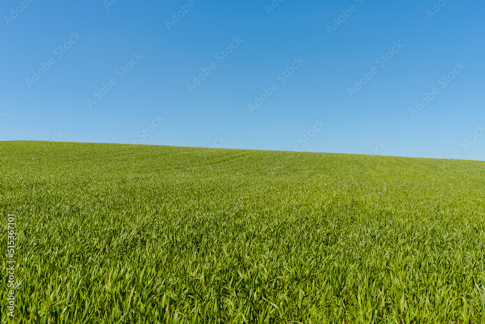 Green wheat spring field landscape with blue sky.Green agrultural field and blue clear day sky. Green wheat spring field landscape with blue sky.Green agrultural field and blue clear day sky.