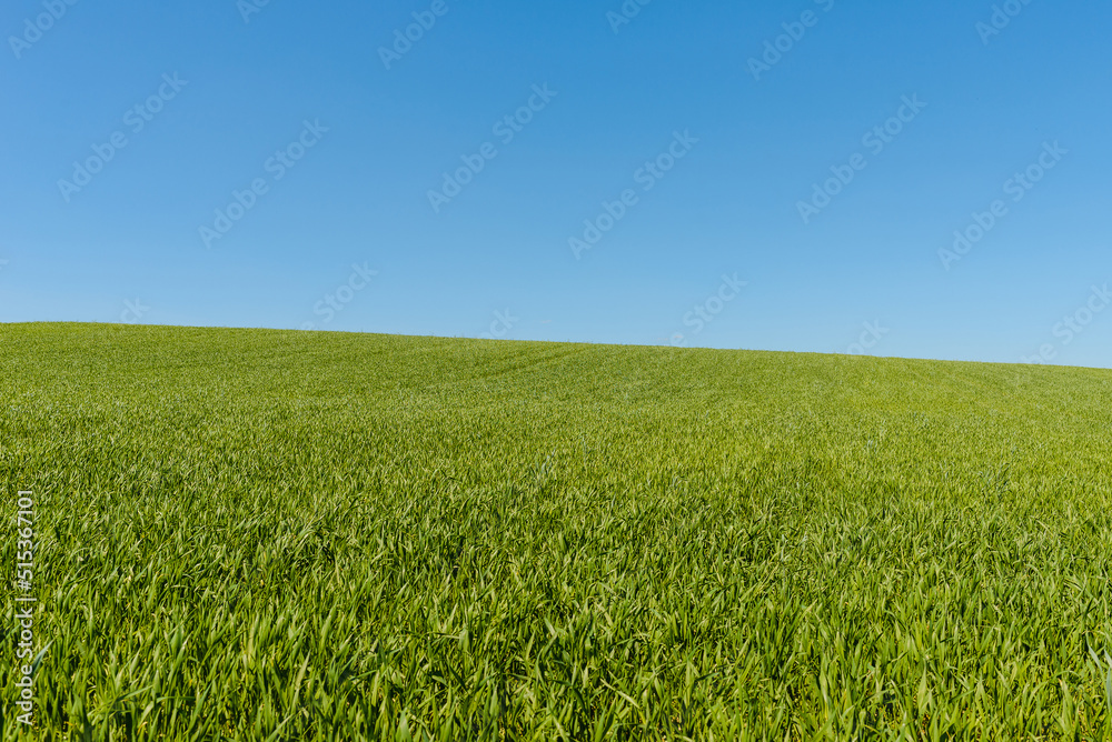 Green wheat spring field landscape with blue sky.Green agrultural field and blue clear day sky.