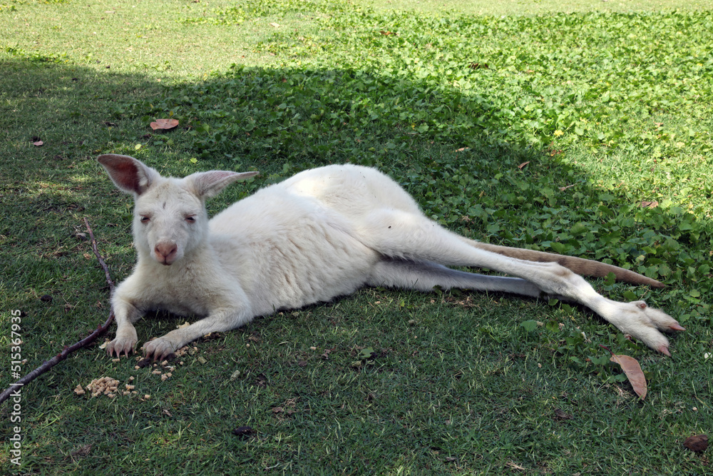 Albino Kangaroo resting, New South Wales, Australia
