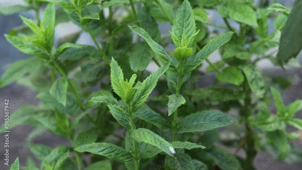 Growing fresh mint in the garden. Growing fresh mint in the garden.