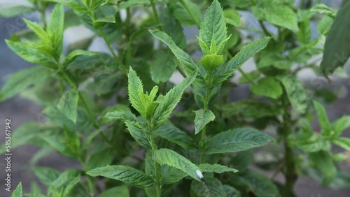 Wallpaper Mural Growing fresh mint in the garden. Torontodigital.ca