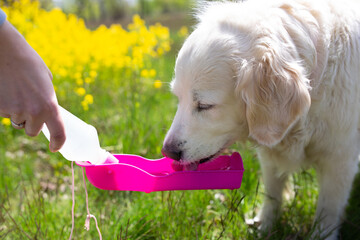 Thirsty dog drinking water from plastic bottle in owner hands, close up photo