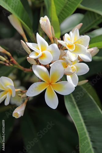 Close up of white and yellow Frangipani flowers, Lord Howe Island, Australia
