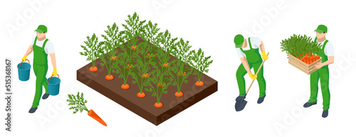 Isometric Agricultural cultivation of organic carrot vegetables on the farm or in the field. Farmers grow organic carrot vegetables and harvest.