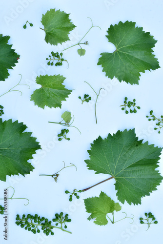Grape leaves, fruit and twig isolated on white. © Михаил Жигалин