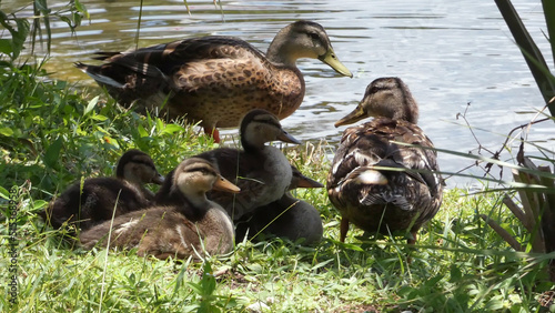 Mallard Duck Family On The Side of A Pond 