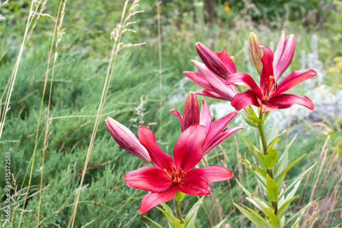 Red lily in the summer garden. Close-up of lily flowers. Natural floral background. 