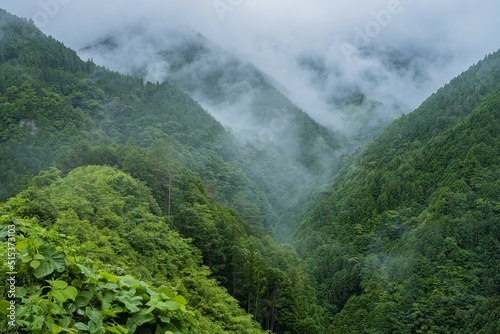 【自然】霧がかかった山の森林の風景 愛媛県の四国カルスト