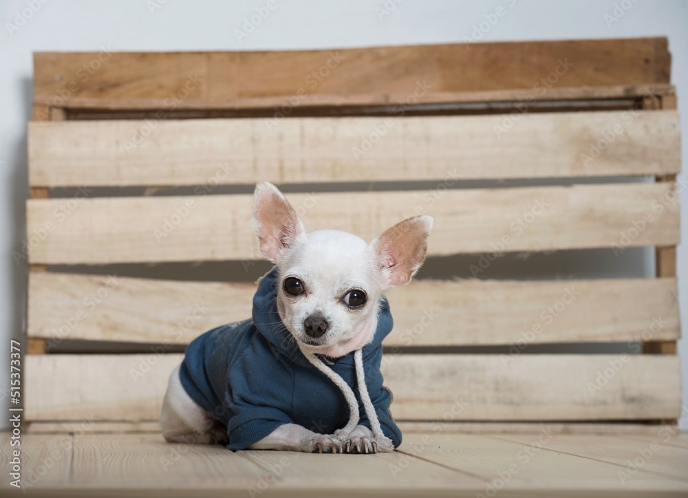 Amazing small purebred white chihuahua dog with smile on its muzzle wears in warm winter blue cotton coat rests next to the wooden texture wall as a background. No people on the photo. Amazing small purebred white chihuahua dog with smile on its muzzle wears in warm winter blue cotton coat rests next to the wooden texture wall as a background. No people on the photo.