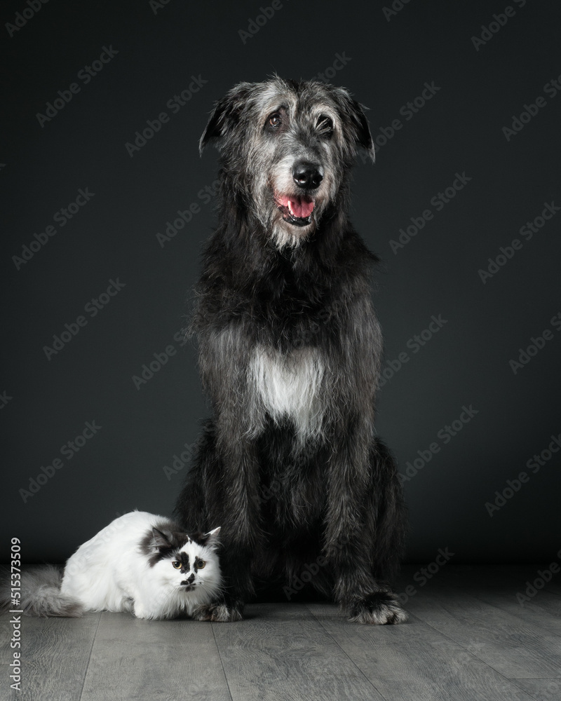 White cat and grey dog on dark background, Irish wolfhound and munchkin, studio shot