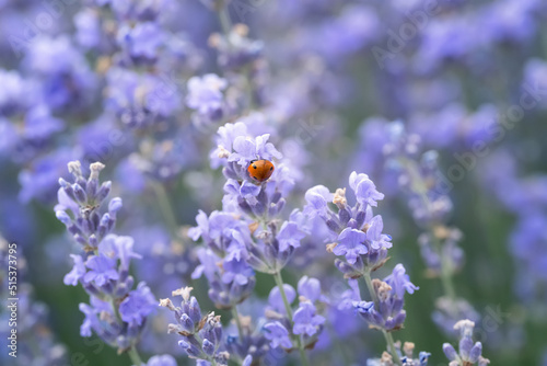 Close-up view of blooming lavender and ladybug perched on a branch