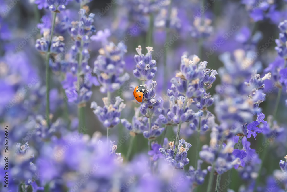 Close-up view of blooming lavender and ladybug perched on a branch Close-up view of blooming lavender and ladybug perched on a branch