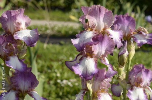 purple iris flowers
