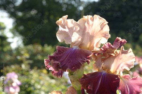 iris
