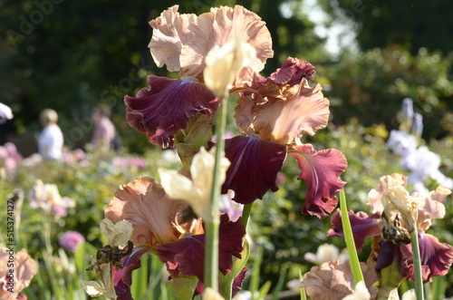iris