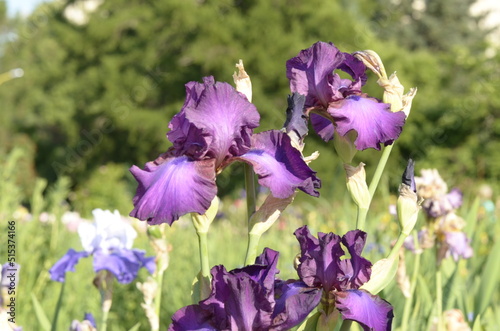 purple iris flowers