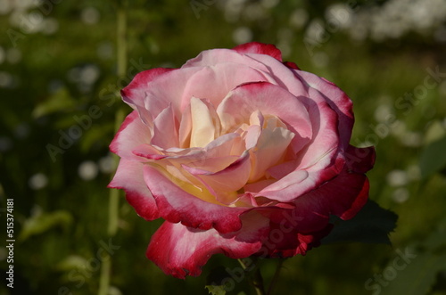 pink rose in garden