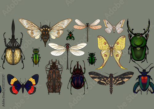Set of insects: beetles, butterflies, moths, dragonflies. Etymologist's set. Seamless pattern, background. Vector illustration. In realistic style on military green, khaki background