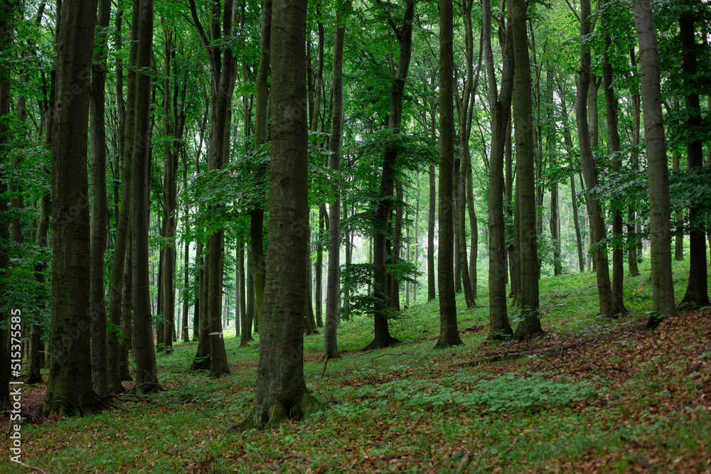 Obraz premium footpath in the forest
