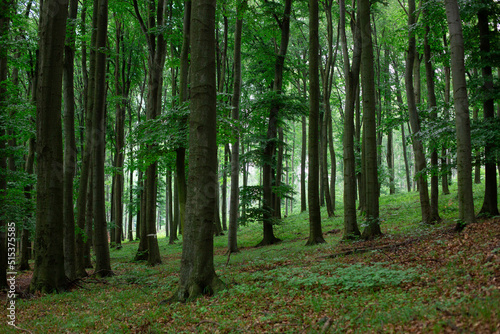 footpath in the forest