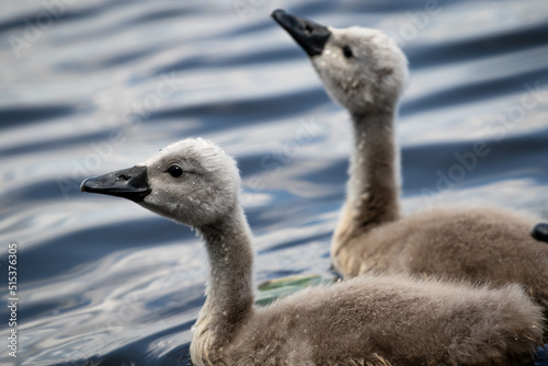 Mute swan (Cygnus olor) chicks on a lake