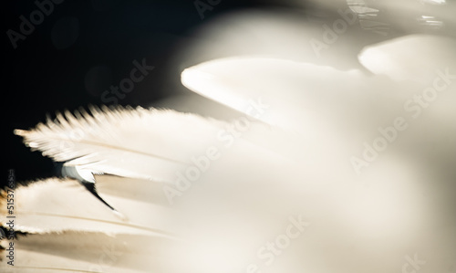Mute swan (Cygnus olor) feathers, macro close-up