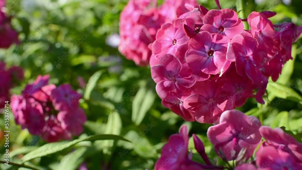 Pink summer phloxes flower in garden. Phloxes Paniculate. General view Pink summer phloxes flower in garden. Phloxes Paniculate. General view