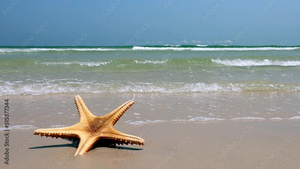 Starfish on the sea beach is washed by the waves, slow motion Starfish on the sea beach is washed by the waves, slow motion