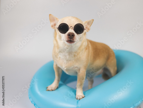  cute brown short hair chihuahua dog wearing sunglasses standing in blue swimming ring, isolated on white background.