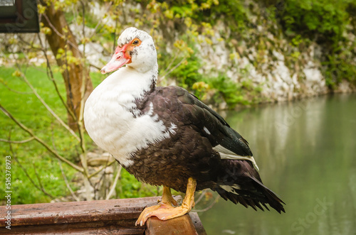 Portrait of a black and white wild duck.