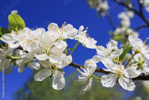 Cherry plum blossoms.Cherry plum flowers on a blue sky background with a place to copy