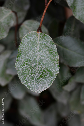 Ebbinges silverberry photo